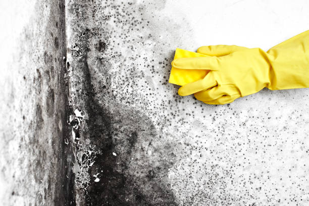 Best Best Mold Removal Companies  in Marlow Heights, MD