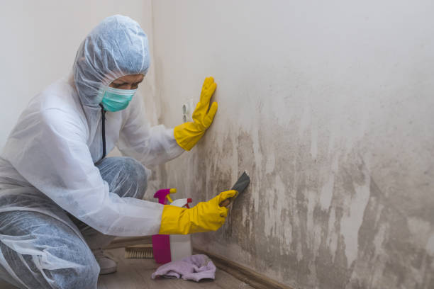 Best Attic Mold Removal  in Marlow Heights, MD