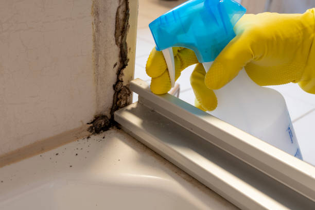 Mold Removal Process in Marlow Heights, MD