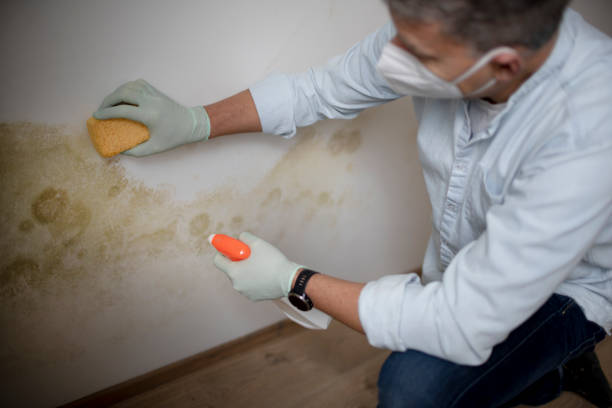 Best Home Mold Removal  in Marlow Heights, MD