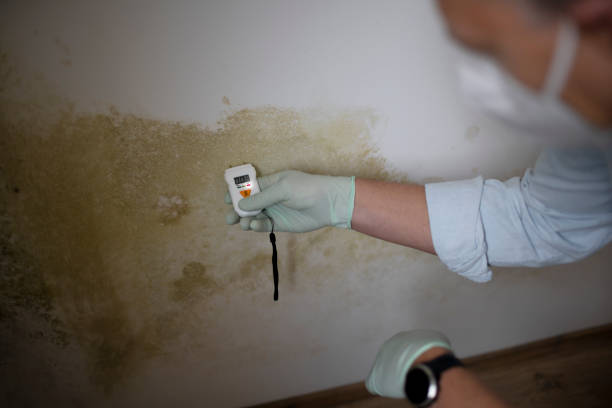 Best Local Mold Removal Service  in Marlow Heights, MD