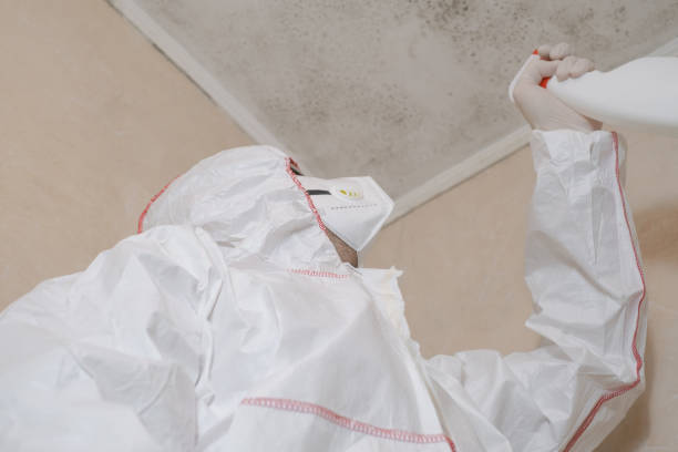 Best Attic Mold Removal  in Marlow Heights, MD