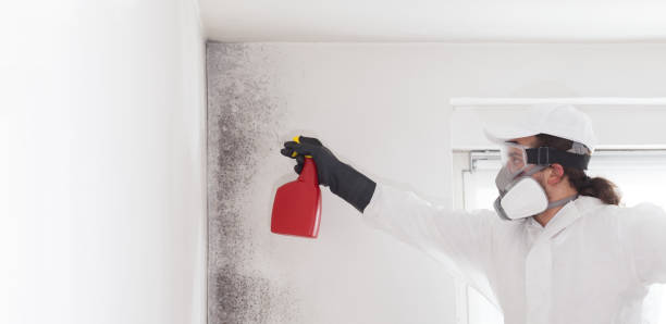 Best Mold Remediation  in Marlow Heights, MD