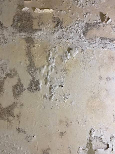 Best Commercial Mold Removal  in Marlow Heights, MD