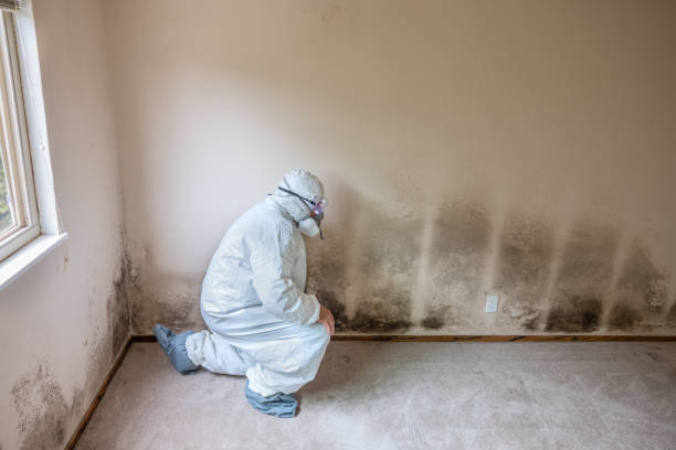 Best Mold Damage Repair  in Marlow Heights, MD