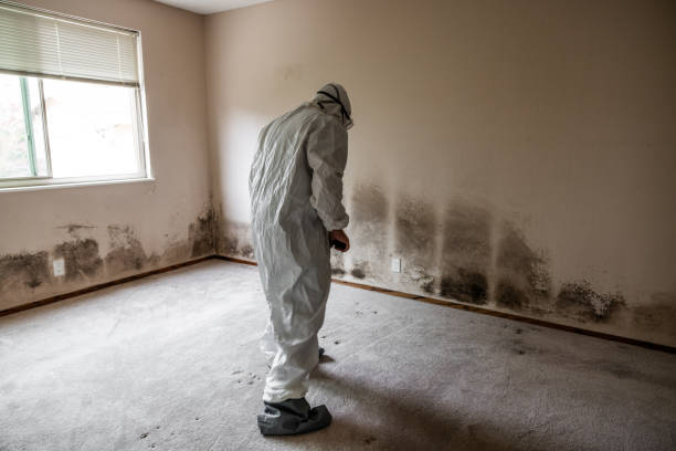 Best Best Mold Removal Companies  in Marlow Heights, MD