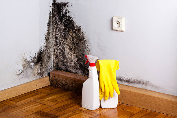 Home Mold Removal in Marlow Heights, MD