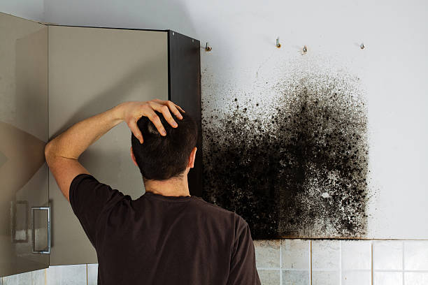 Best Certified Mold Removal  in Marlow Heights, MD