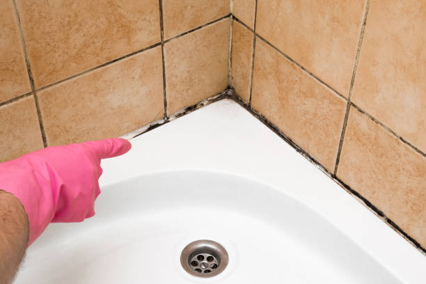 Best Same-Day Mold Removal  in Marlow Heights, MD